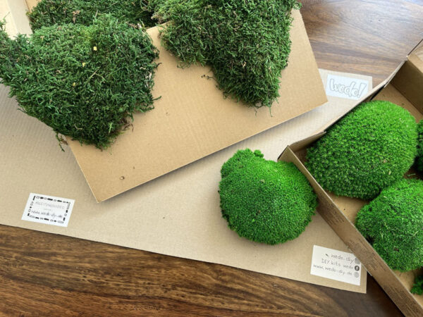 Moos Auswahl zum Moosbild selber machen (DIY-Kit)